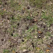 sm